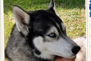 Alerta de Desaparición Perro  Macho , 5 años Rochefort Francia