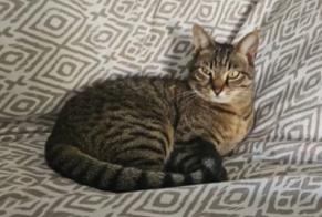 Alerta de Desaparición Gato Hembra , 6 años Bouc-Bel-Air Francia