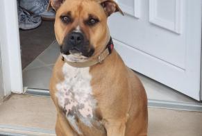 Alerta de Desaparición Perro  Macho , 6 años Saint-Pierre-en-Faucigny Francia