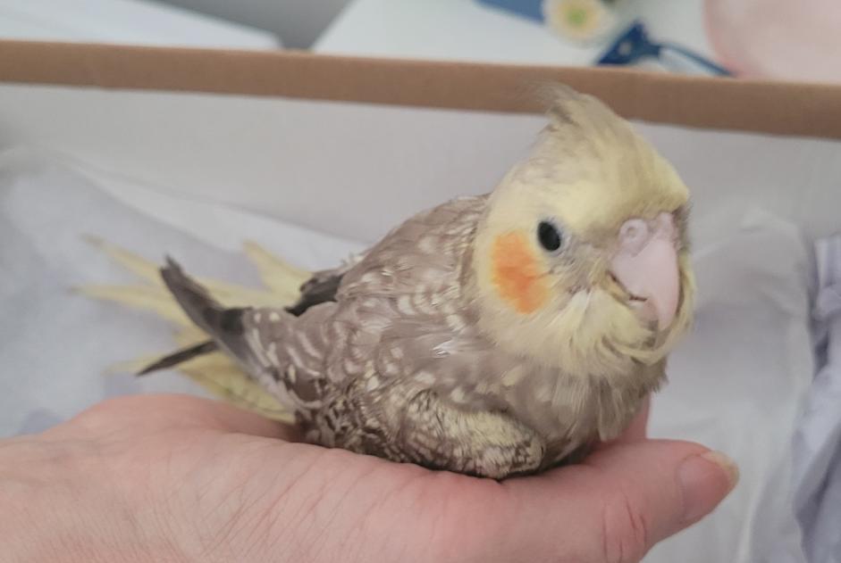 Alerta de Hallazgo Pájaro Desconocido Cluis Francia