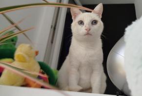 Alerta de Desaparición Gato Hembra , 2 años Brest Francia