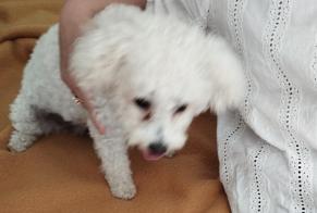 Alerta de Hallazgo Perro  Hembra Dinard Francia