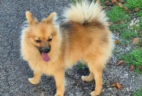 Alerta de Hallazgo Perro  Macho Saint-Laurent-en-Grandvaux Francia