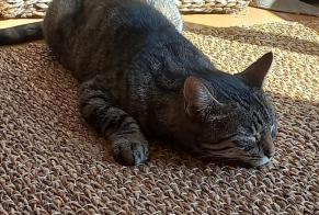 Alerta de Hallazgo Gato  Hembra Lamballe-Armor Francia