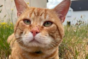 Alerta de Desaparición Gato Macho , 2 años Brest Francia