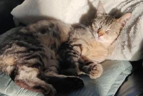 Alerta de Desaparición Gato  Macho , 1 años Toulouse Francia