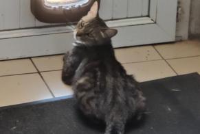 Alerta de Desaparición Gato  Macho , 1 años Toulouse Francia