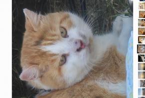 Alerta de Desaparición Gato Macho , 7 años Arzon Francia