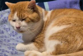 Alerta de Desaparición Gato Macho , 7 años Arzon Francia