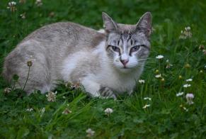Alerta de Desaparición Gato cruce Macho , 1 años Dammartin-sur-Tigeaux Francia