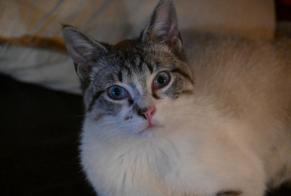 Alerta de Desaparición Gato cruce Macho , 1 años Dammartin-sur-Tigeaux Francia