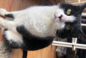 Alerta de Desaparición Gato Hembra , 16 años Cognac Francia