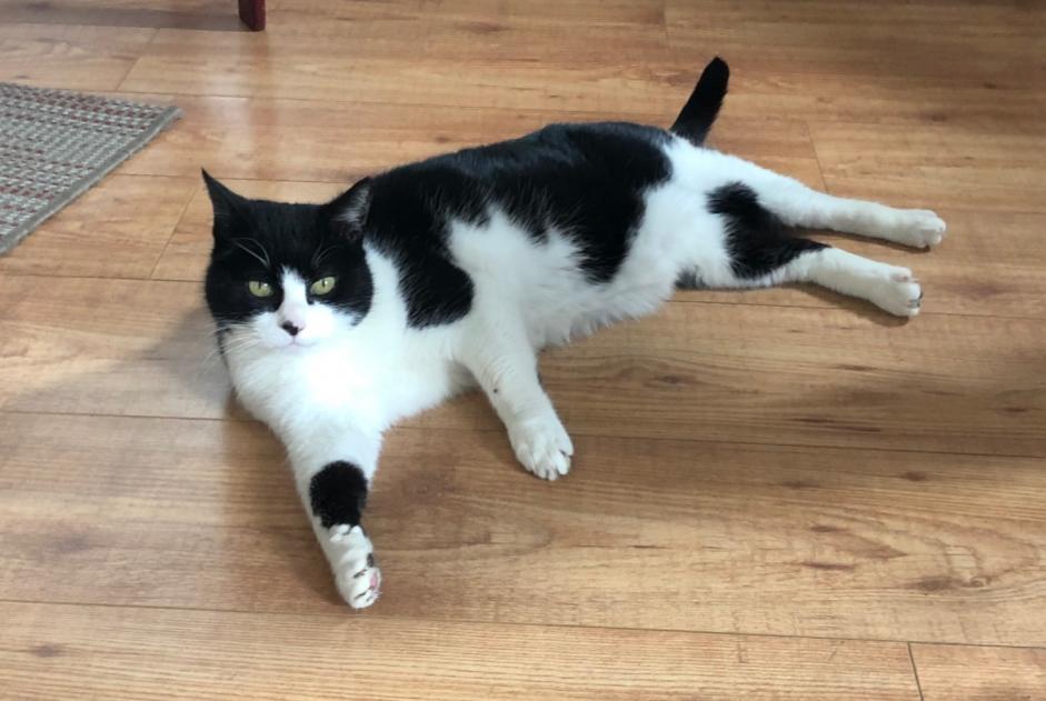 Alerta de Desaparición Gato Hembra , 16 años Cognac Francia