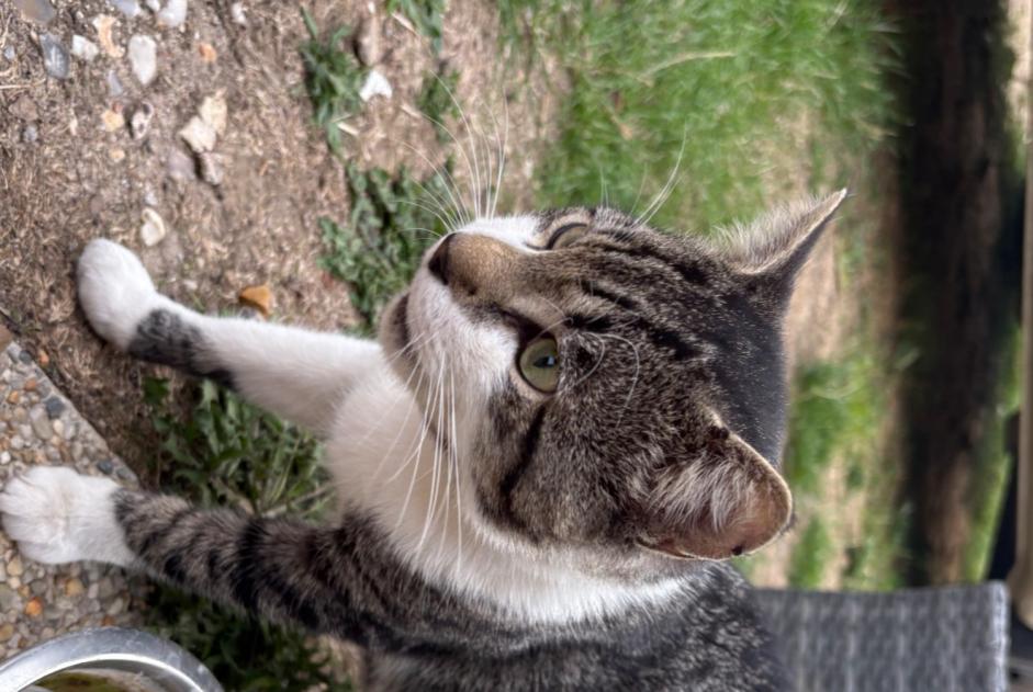 Alerta de Hallazgo Gato Macho Les Baux-de-Breteuil Francia