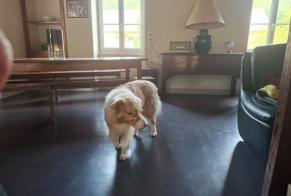 Alerta de Hallazgo Perro  Macho Ivoy-le-Pré Francia