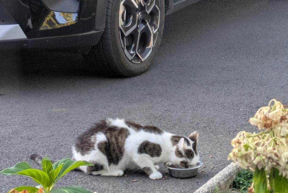 Alerta de Hallazgo Gato Macho Seilhac Francia