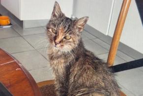 Alerta de Desaparición Gato  Hembra , 17 años Cannes Francia