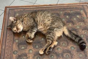 Alerta de Desaparición Gato  Hembra , 17 años Cannes Francia
