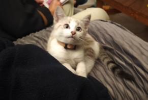 Alerta de Desaparición Gato Hembra , 1 años Saint-Mars-du-Désert Francia