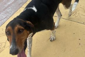 Alerta de Hallazgo Perro cruce Macho Uzès Francia