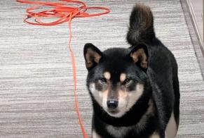Alerta de Desaparición Perro  Macho , 7 años Saint-Ouen-sur-Seine Francia