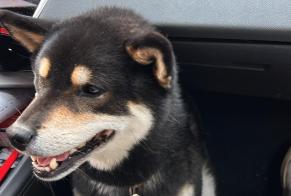Alerta de Desaparición Perro  Macho , 7 años Saint-Ouen-sur-Seine Francia