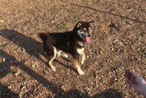 Alerta de Desaparición Perro  Macho , 7 años Saint-Ouen-sur-Seine Francia