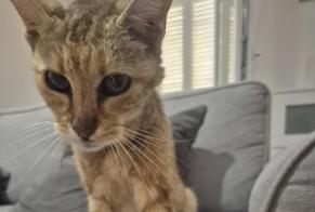 Alerta de Hallazgo Gato Hembra , 12 años Nice Francia