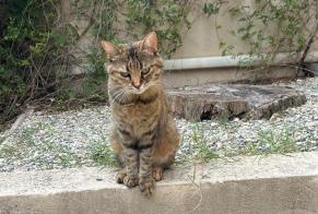Alerta de Hallazgo Gato Desconocido Jonquières Francia
