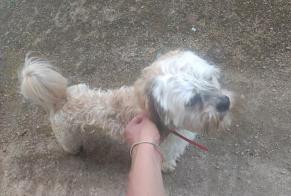 Alerta de Hallazgo Perro Macho Pabu Francia