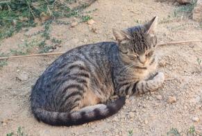 Alerta de Hallazgo Gato Hembra Beaupont Francia