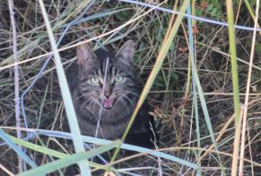 Alerta de Hallazgo Gato cruce Desconocido Villemoustaussou Francia