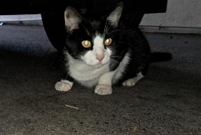 Alerta de Hallazgo Gato Desconocido Wittenheim Francia