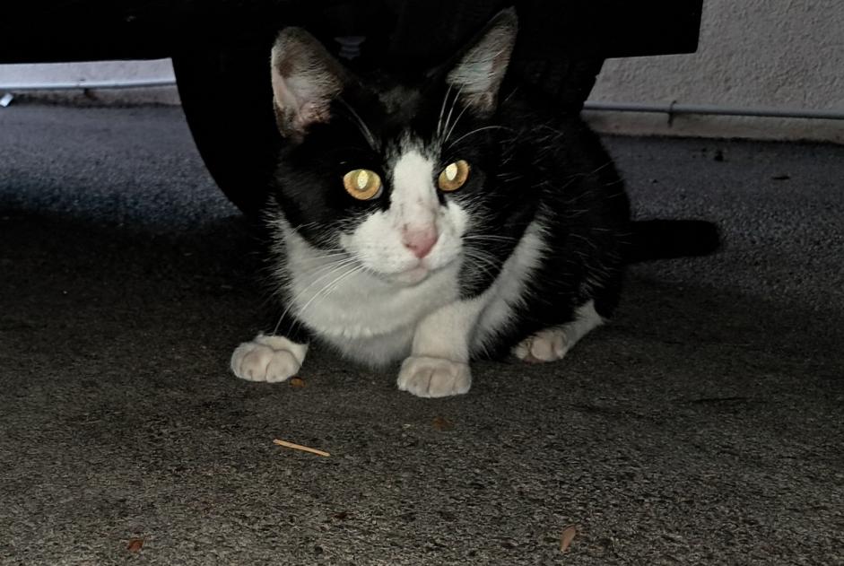 Alerta de Hallazgo Gato Desconocido Wittenheim Francia