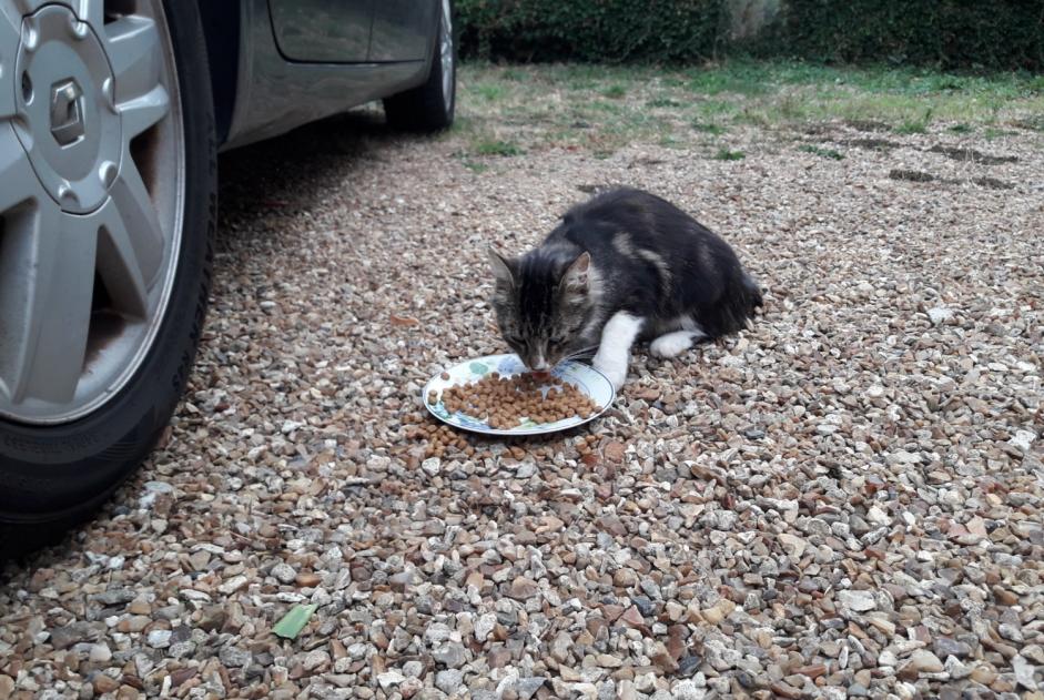Alerta de Hallazgo Gato Macho Beauche Francia