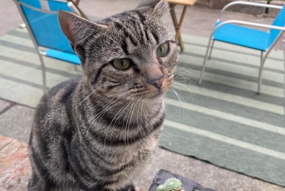 Alerta de Hallazgo Gato Desconocido Cherbourg-en-Cotentin Francia