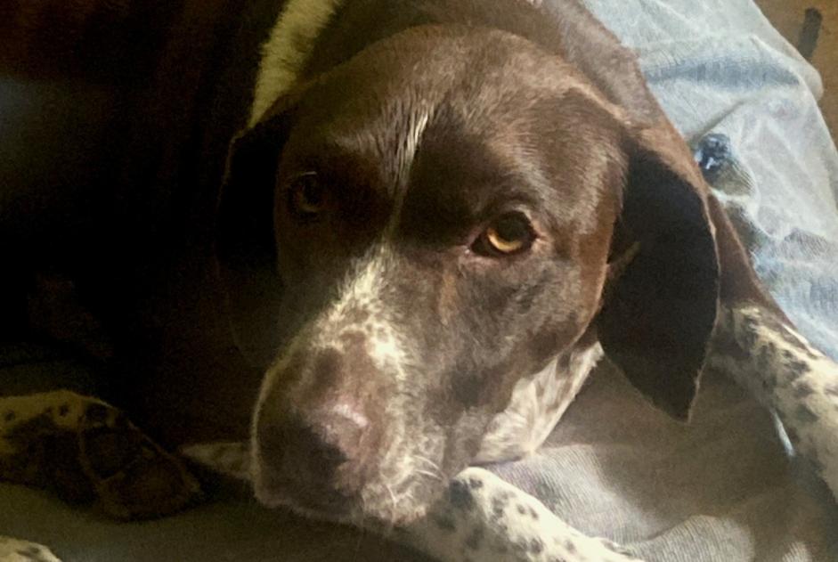 Alerta de Hallazgo Perro  Desconocido Marseille Francia