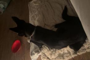 Alerta de Hallazgo Perro cruce Macho Niederrœdern Francia