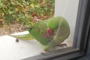 Alerta de Hallazgo Pájaro Desconocido Terminiers Francia