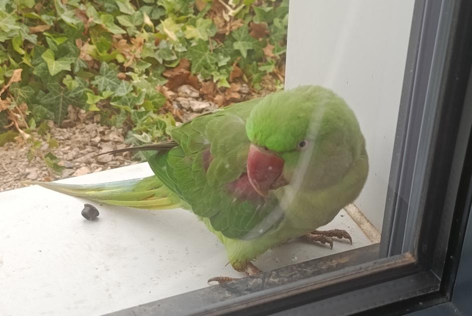 Alerta de Hallazgo Pájaro Desconocido Terminiers Francia