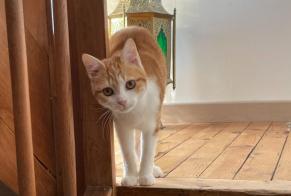 Alerta de Desaparición Gato  Macho , 1 años Arthès Francia