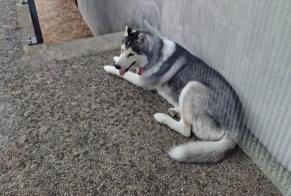 Alerta de Desaparición Perro  Macho , 10 años Villabé Francia