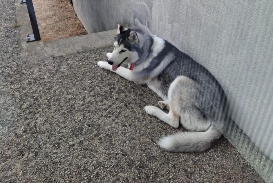 Alerta de Desaparición Perro  Macho , 10 años Villabé Francia