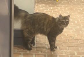 Alerta de Hallazgo Gato Desconocido Poitiers Francia