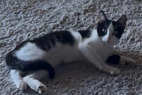 Alerta de Hallazgo Gato Desconocido Le Cannet Francia