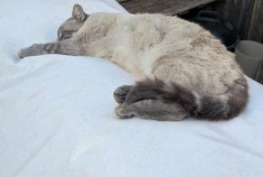 Alerta de Desaparición Gato Hembra , 5 años Le Poujol-sur-Orb Francia