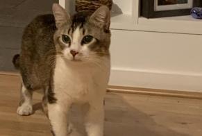 Alerta de Hallazgo Gato Macho , 1 año Pomponne Francia