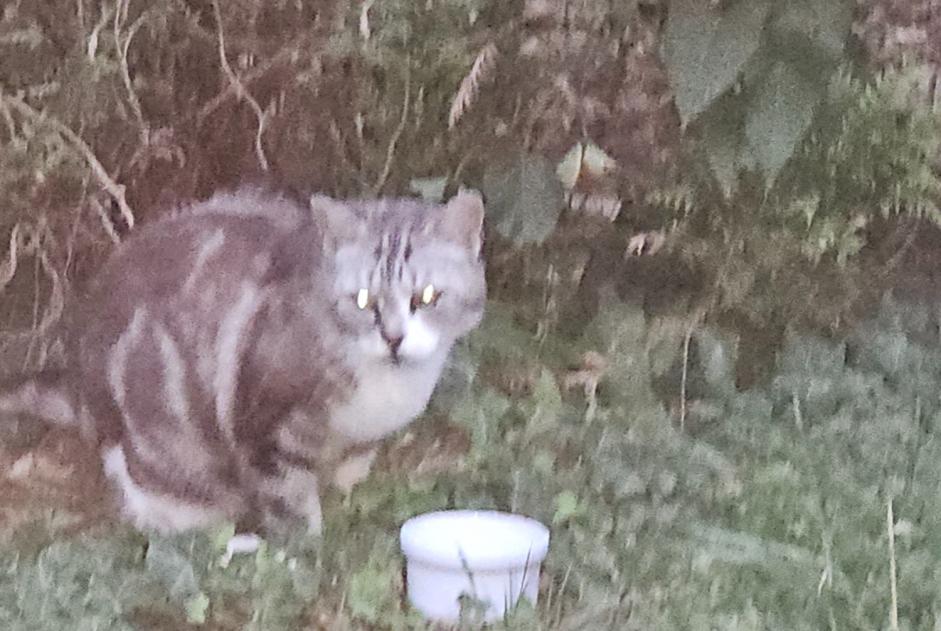 Alerta de Hallazgo Gato Macho This Francia