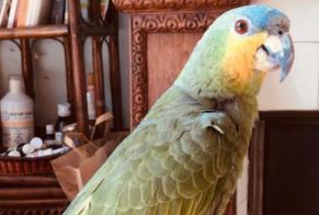 Alerta de Desaparición Pájaro Macho , 2026 años Junas Francia