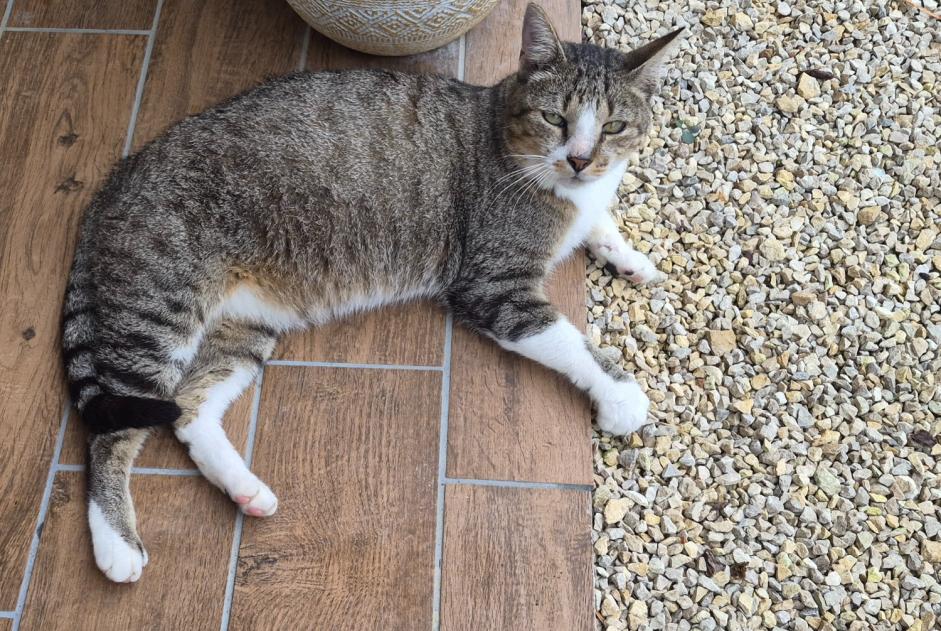 Alerta de Hallazgo Gato cruce Macho Boivre-la-Vallée Francia